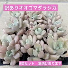 2026年最新】オオゴマダラジカ 多肉植物の人気アイテム - メルカリ