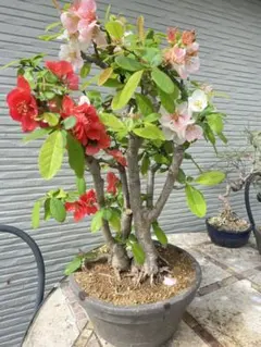 ホンキリシマツツジ 真っ赤なお花 株元から120cm 真紅が素敵 - メルカリ