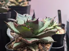 2025年最新】ブラックマンバ アガベの人気アイテム - メルカリ