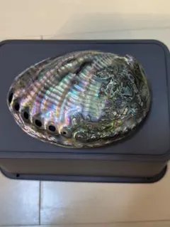 アバロンシェル 装飾品 多色　アワビ貝横15.5cm縦11.5cm