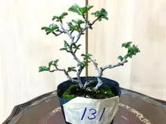 ボケ放春花夢絵巻大きな苔盆栽☆Springフェア - メルカリ