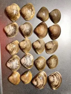 天然ハマグリ貝殻 10対セット