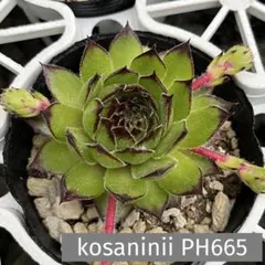 多肉植物　センペルビウム　kosaninii PH665 センペルビュームのサムネイル