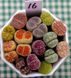 多肉植物リトープス/コノフィツム　高級品種入り　カラフルセット　土付き　S16のサムネイル