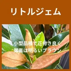 2025年最新】タイサンボク ケイパレスの人気アイテム - メルカリ