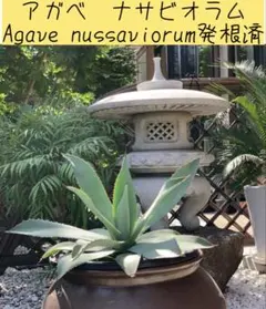 アガベ・ロファンサ(スプレンディダ) （Agave lophantha） 発根済 アガベ・ロファンサ(スプレンディダ) （Agave lophantha） 発根済