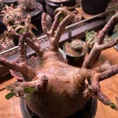 2025年最新】グラキリス 現地球の人気アイテム - メルカリ