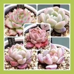 エケベリア ５種類 根付き 抜き苗発送！Ｙ