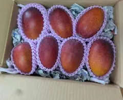 農家直送　宮崎県産　完熟マンゴー 6玉入り 2704g 農家直送 宮崎県産 完熟マンゴー 6玉入り 2704g - メルカリ