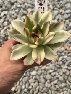 フラメンコ錦 多肉植物 - メルカリ