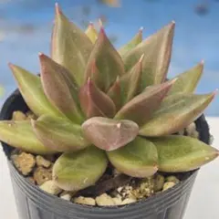 プシュケ　エケベリア　抜き苗　多肉植物のサムネイル