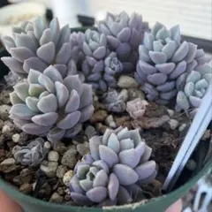 ポット配送！リンダリンダ　ぼのぼの　多肉植物のサムネイル