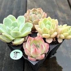 ꕤ 在庫SALE カット苗 ꕤ 多肉植物 ꕤ 韓国苗 ꕤ 抜き苗 ꕤ№009 - メルカリ