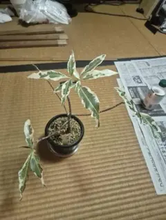Adansonia za Variegated 斑入り 観葉植物 - メルカリ