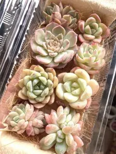 限定SALE❣️ピンク系8苗詰め合わせセット❣️多肉植物 韓国苗 寄せ植えのサムネイル