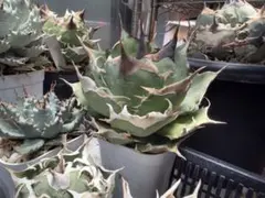 キングアーサー 亞瑟王 アガベ チタノタ オテロイのサムネイル