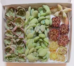 【多肉の寄せ植えセット】 カット苗 小苗 大苗 多肉植物 エケベリア セダム