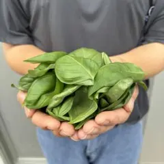 【数量限定‼︎特別価格‼︎】バジル 野菜 100ｇのサムネイル