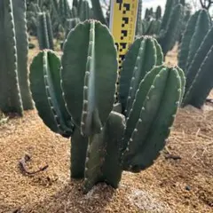 アイツ様 リクエスト 2点 まとめ商品