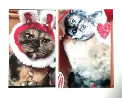 「ひろりん☆様専用」錆猫肖像画／原画