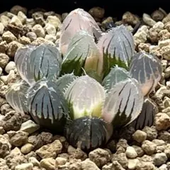 61b 多肉植物 ハオルチア 紫王オブツーサ錦 自家繁殖 抜き苗発送