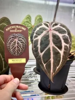 2025年最新】アンスリウム ミシェルの人気アイテム - メルカリ