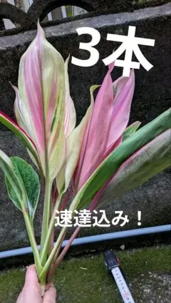 速達込　ケイティ様 リクエスト 2点 まとめ商品