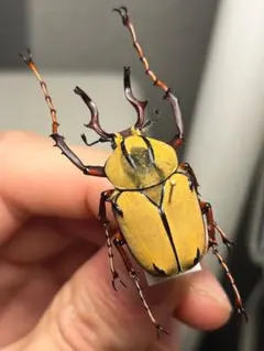 2026年最新】カブトムシの人気アイテム - メルカリ