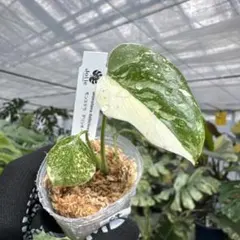 2026年最新】モンステラ タイコンステレーションの人気アイテム - メルカリ