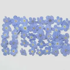 押し花 NO.326 デルフィニウム レースフラワー - メルカリ