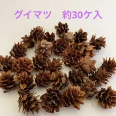 NO.559-42 グイマツ(木の実／素材) 約30ケ入