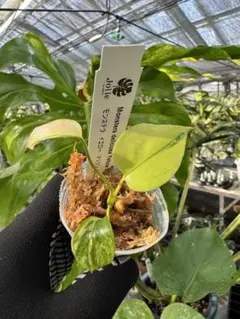 2025年最新】モンステラ 黄斑の人気アイテム - メルカリ