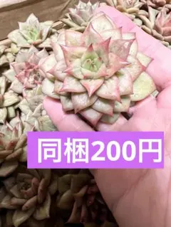 さなえ●基本週末発送 sanae2468様 リクエスト 2点 まとめ商品