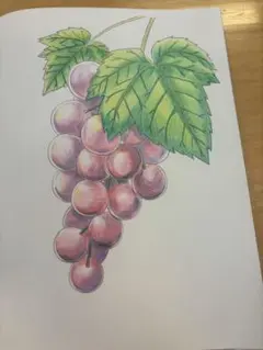 色鉛筆画 ブドウの絵 A4サイズ お値下げ可能です✨️