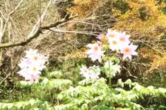 鬼滅の刃 アクリルキーホルダー③ ３種