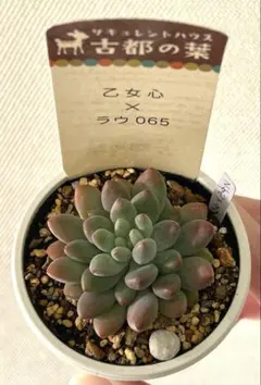 2026年最新】古都の葉の人気アイテム - メルカリ