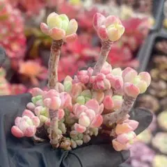 kchan様 リクエスト 4点 まとめ商品