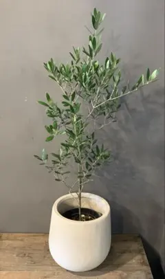 オリーブの木 イタリア製 テラコッタ鉢植え エルグレコ H118 - メルカリ