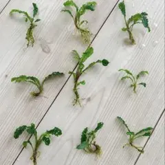 ブセファランドラ クダガン 9株セット 完全水中葉 無農薬 スネール無しのサムネイル