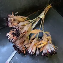 Item thumbnail for item 1235a5a4-26a2-4e88-8e8a-07635330a183