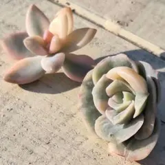 2025年最新】ラブリーローズ錦白斑の人気アイテム - メルカリ