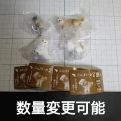 ふんばりーぬ2 ビションフリーゼ