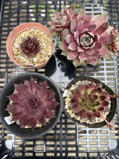 センペルビブムA 多肉植物 サボテン センペルビウム ハオルチア エケベリアのサムネイル