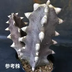 メルカリ便発送☆ガガイモ 蛮鬼角 2026年最新】蛮鬼角の人気アイテム - メルカリ