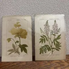 19世紀ドイツの博物画 植物図鑑 ボタニカルアート約41×32cm ① - メルカリ