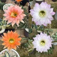 サボテン エキノプシス 交配種 花サボテン 4色セット2cm～4cm微根ありのサムネイル