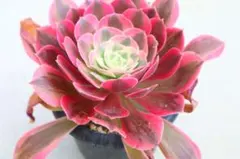 ♡アエオニウム【ロスコフ錦】抜き苗♡多肉植物 - メルカリ