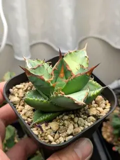 2026年最新】オテロイの人気アイテム - メルカリ