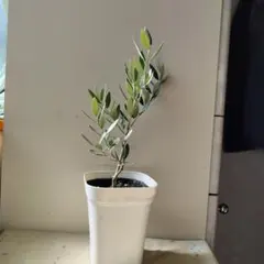 takio様 リクエスト 2点 まとめ商品