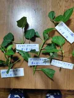 ①アジサイ 挿し木用 枝 ５種セット＋ベルガモットの挿し芽のサムネイル